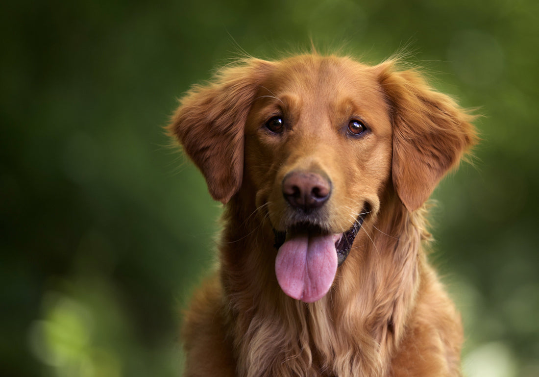 🐶 Top Tips to Keep Your Dog Healthy & Happy